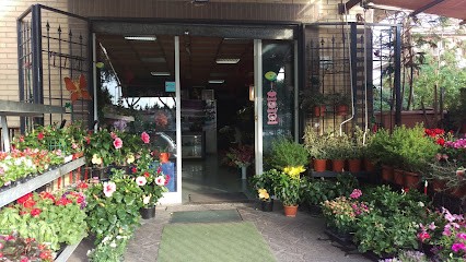 Il Giardino Fiorito, Fiorista a Roma