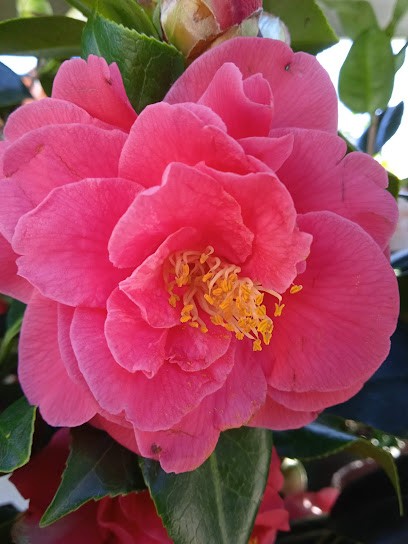 Pensieri In Fiori 2, Fiorista a Roma