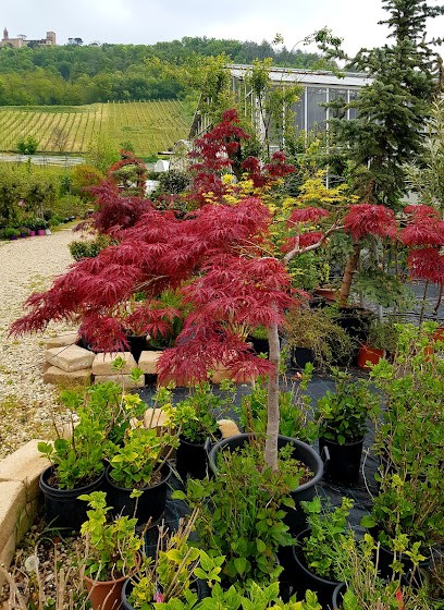 Le Serre Di Lorenzo, Fiorista a Rivanazzano Terme