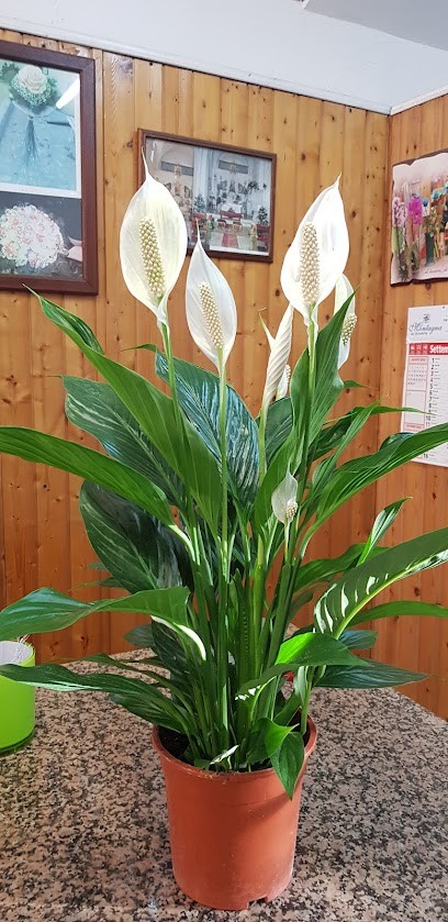 Palma Luigi, Fiorista a Botrugno