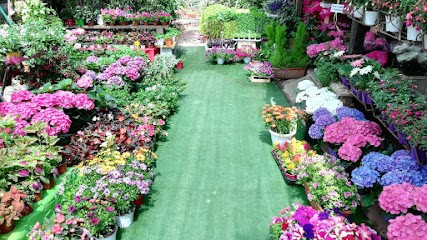 Fiori E Più Da Mattia, Fiorista a Sant'Agata di Militello