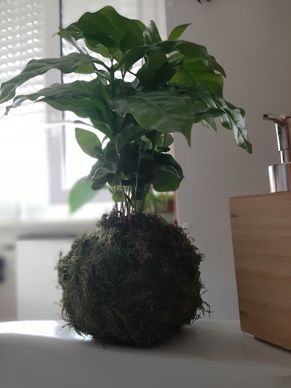 Verde Paradiso Kokedama, Fiorista a Nova Milanese