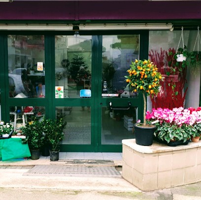 I Fiori Di Maira, Fiorista a Nettuno