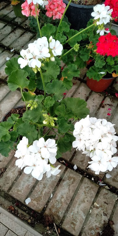 Garden Flowers Di Carbone Luigi, Fiorista a Napoli