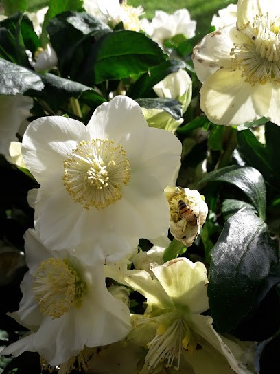 Ghezzani Giovanna, Fiorista a Livorno