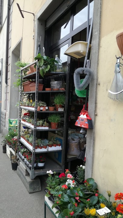 Civaie Fiori E Piante, Fiorista a Firenze