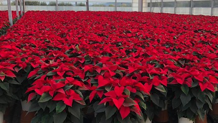 Lazzeri Società Agricola Srl, Fiorista a Merano