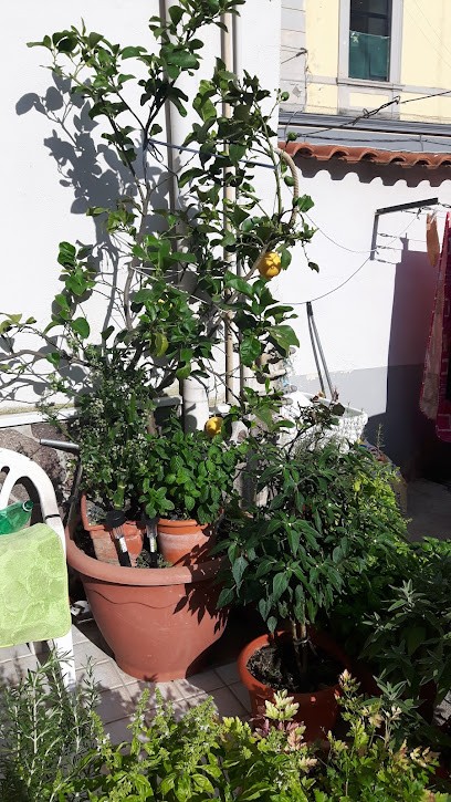 D' Avino Fiori -piante E Addobbi Per Cerimonie, Fiorista a Torre Annunziata