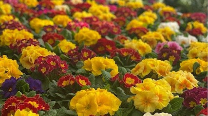 Società Agricola L'Orchidea S.S., Fiorista a Marcon