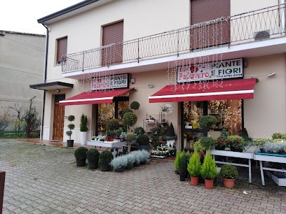 Fiori Piante Il Papavero Di Barcaccia Paola, Fiorista a Foligno