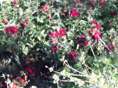 I Fiori Di Donatella E Giuliano, Fiorista a Fiumicino