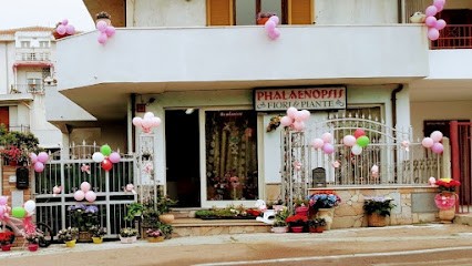 Phalaenopsis Fiori e Piante Bomboniere Palloncini Elio, Fiorista a Dorgali