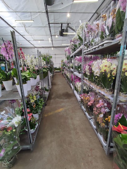 Floriana Floricoltura, Fiorista a Torino