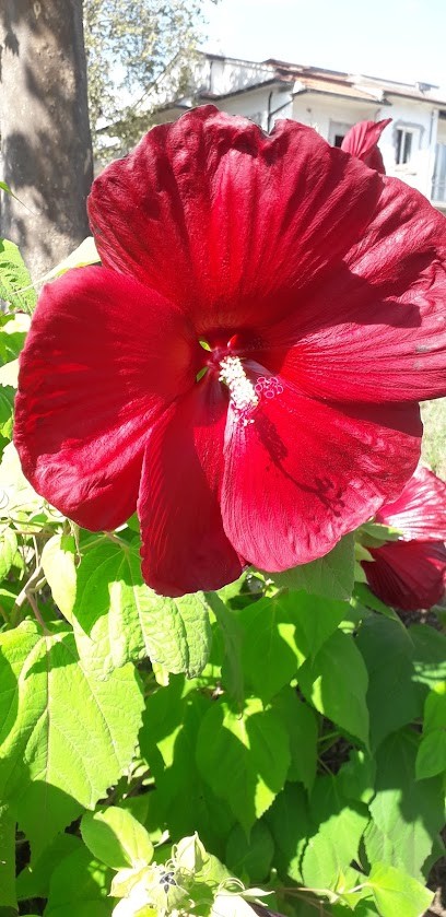 Chiti Gian Claudio Fioraio, Fiorista a Pistoia