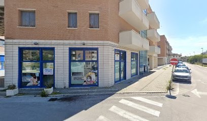 L'Orchidea - Negozio Piante E Fiori Di Svetlana Albu, Fiorista a Ancona