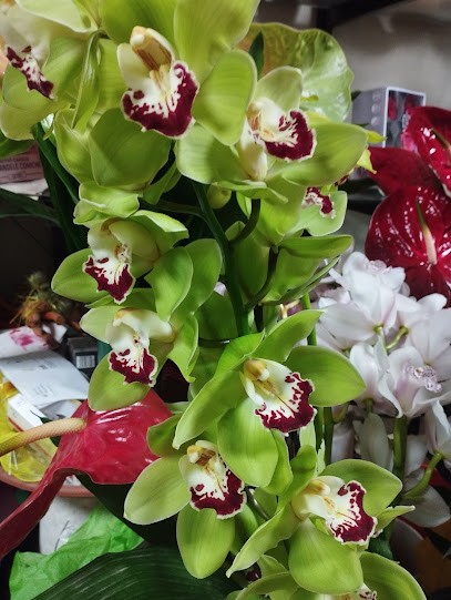 Cucinotta Paolo, Fiorista a Messina