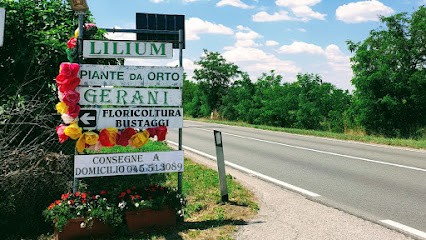 Floricoltura Di Bustaggi Ivano, Fiorista a Villafranca di Verona