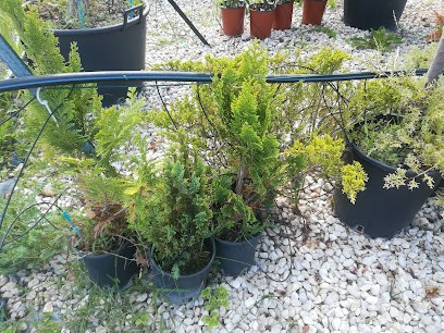 Ikebana Di Bonifazio Elena, Fiorista a L'Aquila