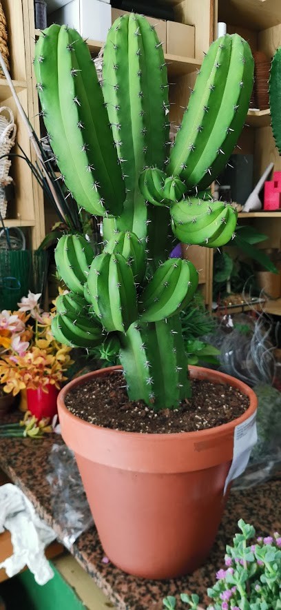 Febo Fiori, Fiorista a Montesilvano