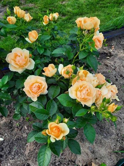 Il Fiore Di Loto, Fiorista a Santarcangelo di Romagna