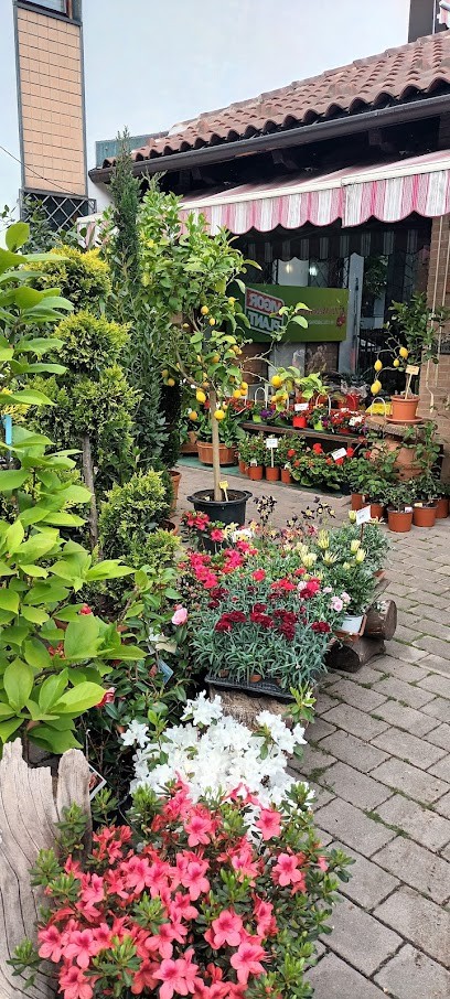 Il Melograno, Fiorista a Settimo Torinese