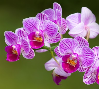 I Fiori Di Sabaudia, Fiorista a Sabaudia