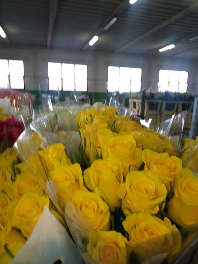 Il Fiore (S.R.L.), Fiorista a Solesino