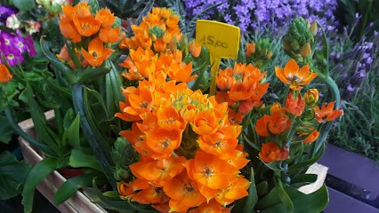 Il Giardino Di Laura, Fiorista a Rieti