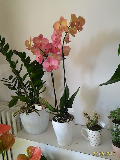 L' anemone di Marta, Fiorista a Veduggio con Colzano