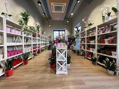 Orchidea Staff Store, Fiorista a Reggio di Calabria