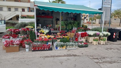 Piante E Fiori Di Mariantonietta Fanizzi, Fiorista a Polignano a Mare
