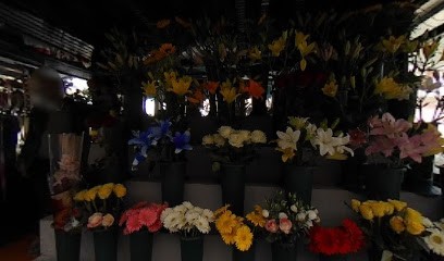 Miro Piante E Fiori, Fiorista a Roma