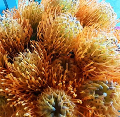 Fiorista Anna Di Ghisi Maurizio, Fiorista a Roncadelle