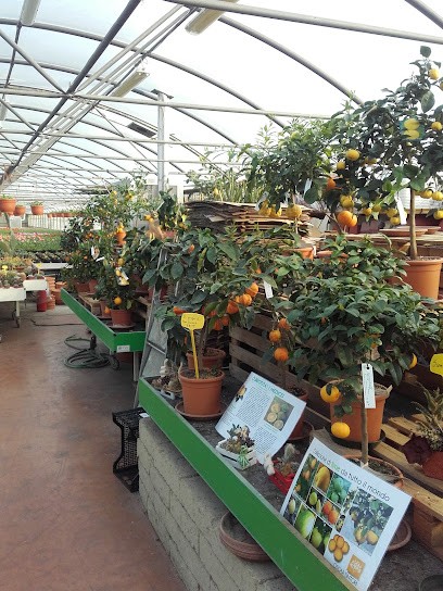 Floricoltura Luciano Di Santagiuliana Luigi, Fiorista a Montebello Vicentino