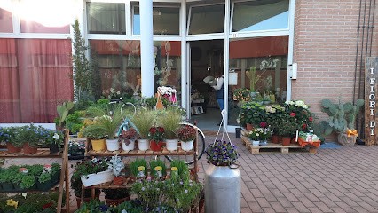 I Fiori Di Maffy E Holly, Fiorista a Mantova