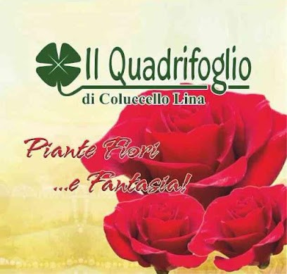 Il Quadrifoglio Di Coluccello Pasqualina, Fiorista a Morciano di Leuca