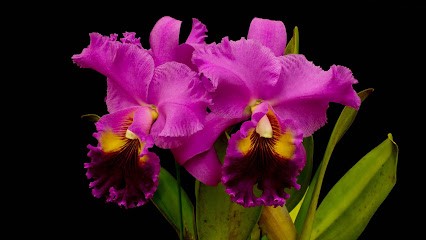 Cattleya, Fiorista a Volterra