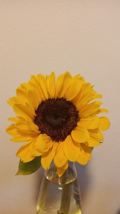 Agape Fiori Bomboniere Idee Regalo, Fiorista a Piazzola sul Brenta