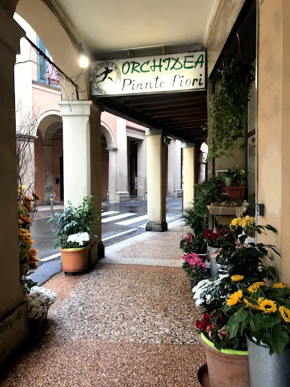 Orchidea Vendita Al Dettaglio, Fiorista a Bologna