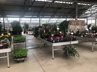 Vivai Albaplant Di Di Meo Barbara, Fiorista a Nettuno