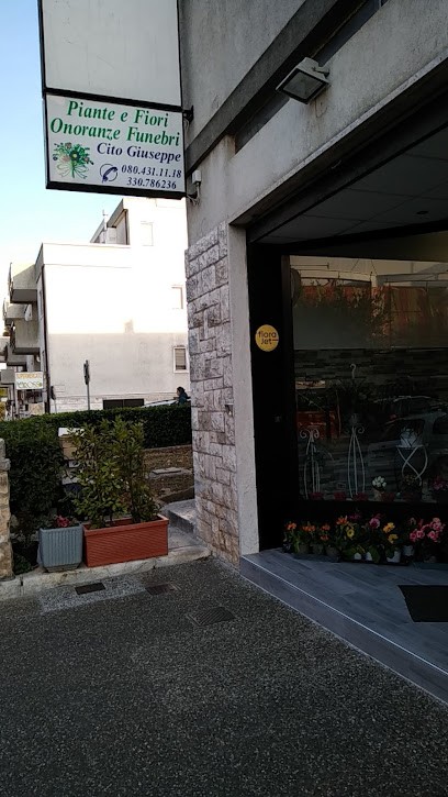 Piante E Fiori Cito Giuseppe, Fiorista a Locorotondo