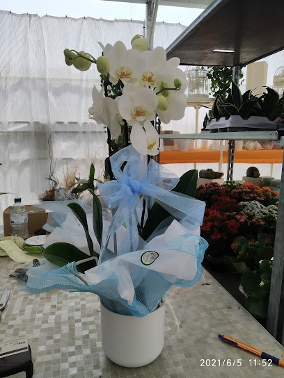 Floricoltura Carboni Maurizio, Fiorista a Correggio