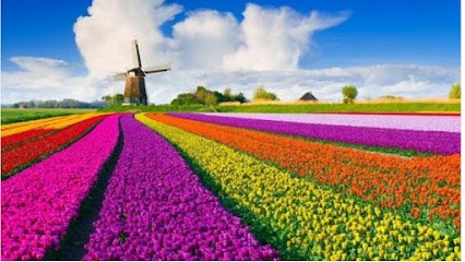 Con Un Fiore Fulvio E Tiziana, Fiorista a Roma