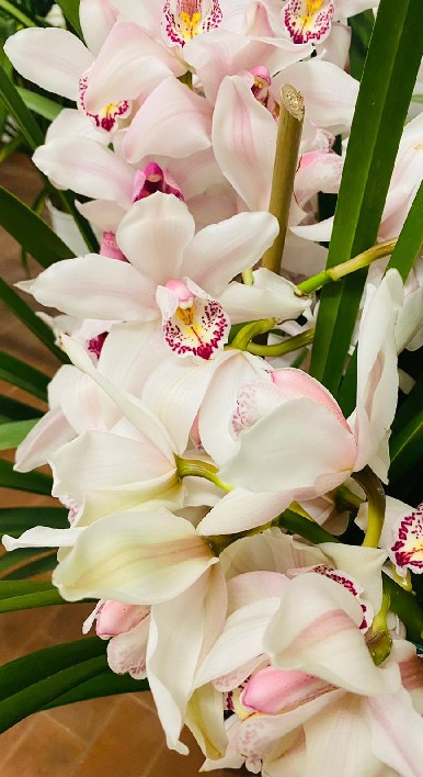 La Piazzetta Dei Fiori, Fiorista a Roma