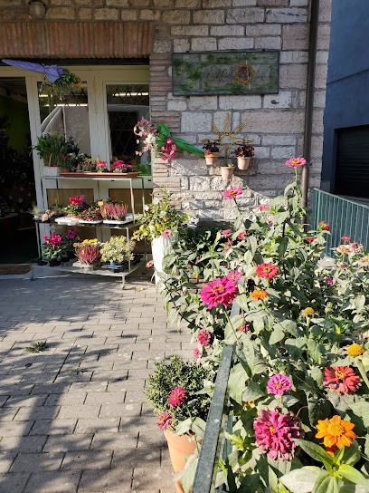 Fiorista Il Girasole, Fiorista a Cantiano