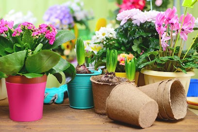 Piante E Fiori Stefania E Silvia, Fiorista a Lamporecchio