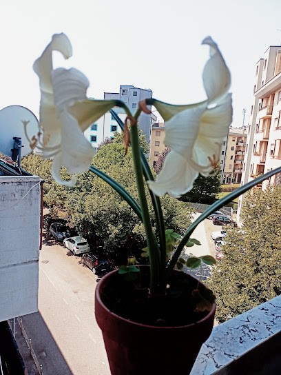 Fioreria Zanolla, Fiorista a Verona