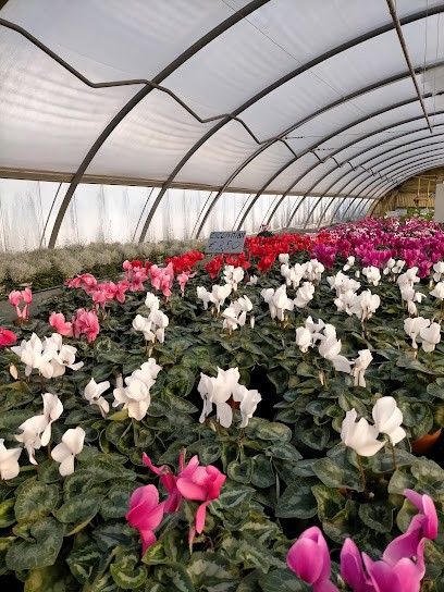 Vittorioflor Di Bet Alberto, Fiorista a Vittorio Veneto