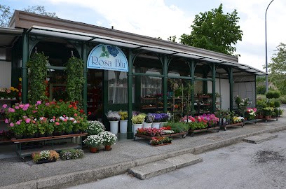 Piante E Fiori La Rosa Blu, Fiorista a San Severino Marche