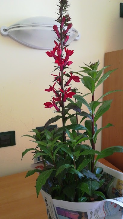 FloroVivaistica Zucchetti, Fiorista a Tirano